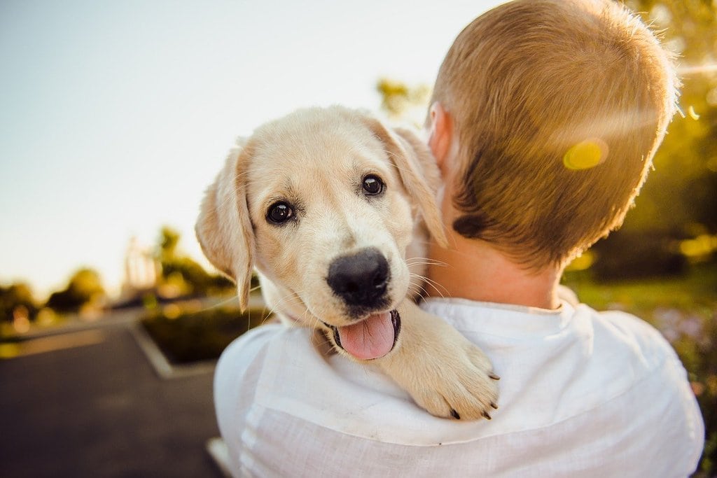 L'importance d'une formation sérieuse pour devenir comportementaliste canin